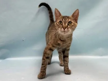 An adult small-sized female Domestic Short Hair cat named Gogomae for adoption in Coon Rapids, MN
