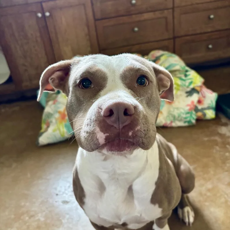 An adult medium-sized female Apricot / Beige American Staffordshire Terrier dog named Cashmere for adoption in Fredericksburg, TX