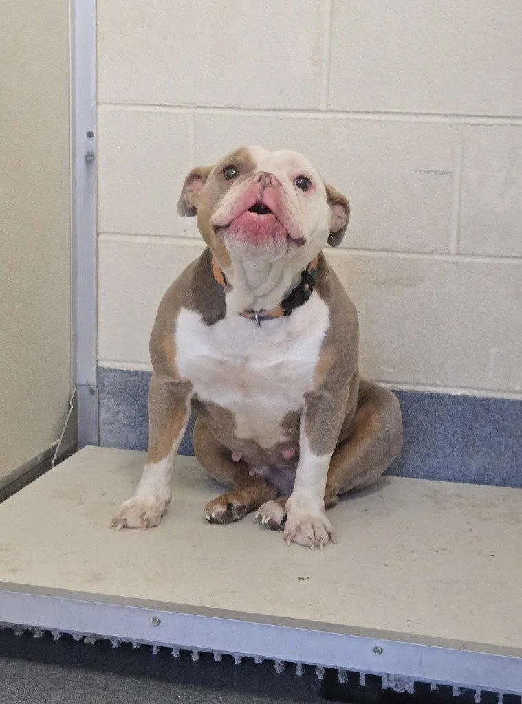 A young large-sized female English Bulldog dog named Da  Marge for adoption in Glen Allen, VA