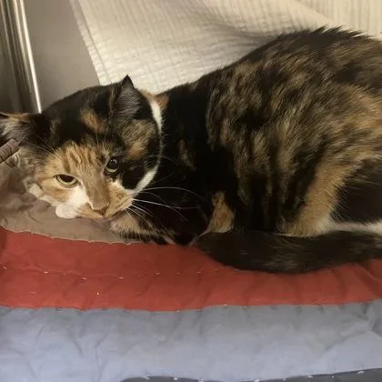 A young medium-sized female Domestic Short Hair cat named Penelope for adoption in Merriam, KS