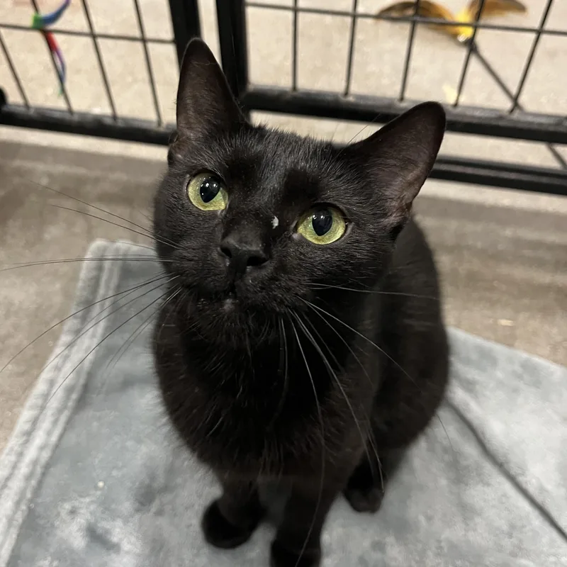 An adult medium-sized female Black Domestic Short Hair cat named Sarabi for adoption in Columbus, OH