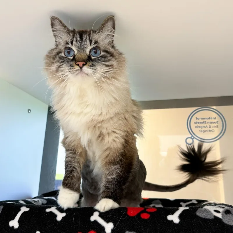 An adult large-sized male Gray / Blue / Silver Domestic Long Hair cat named Nimbus for adoption in Fort Wayne, IN