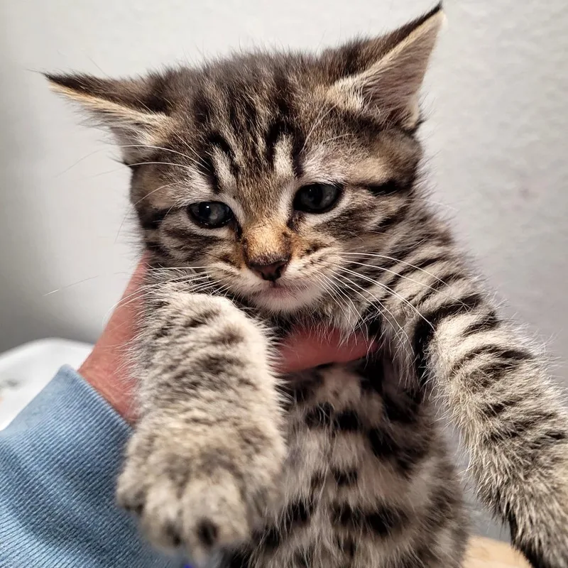 A baby small-sized female Domestic Short Hair cat named Shiver for adoption in Allyn, WA