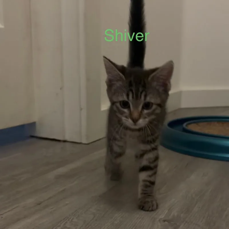 Shiver thumbnail 2