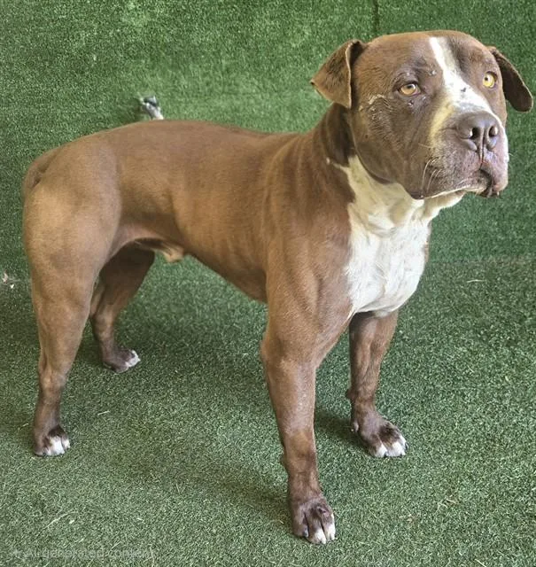 An adult extra large-sized male Pit Bull Terrier dog named Buster for adoption in Lancaster, CA