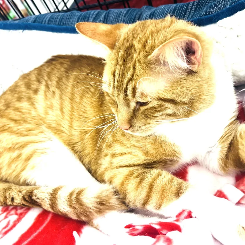 Charlie thumbnail 3