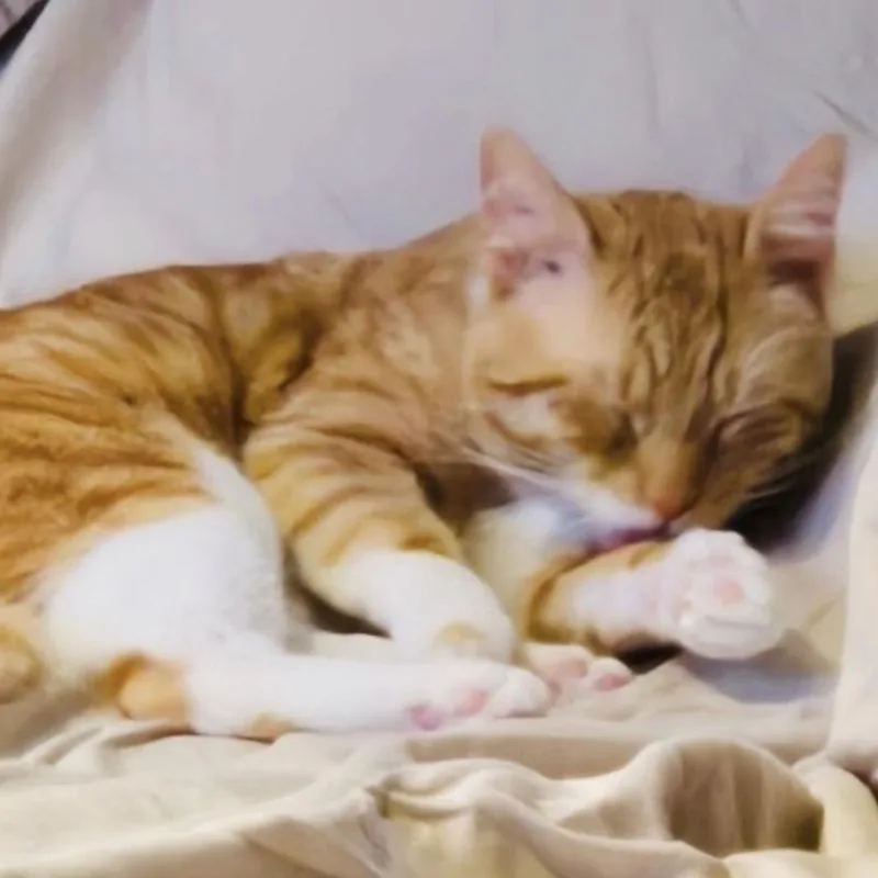Charlie thumbnail 4