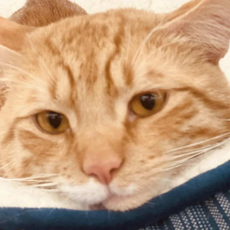 Charlie thumbnail 5