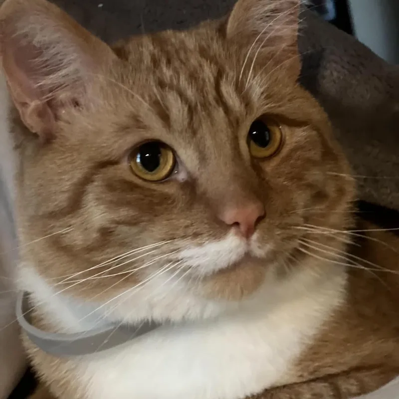 A young medium-sized male Tabby (Orange / Red) Domestic Short Hair cat named Charlie for adoption in Cincinnati, OH