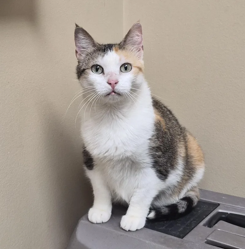 An adult medium-sized female Calico cat named Dixie for adoption in Aurora, IL