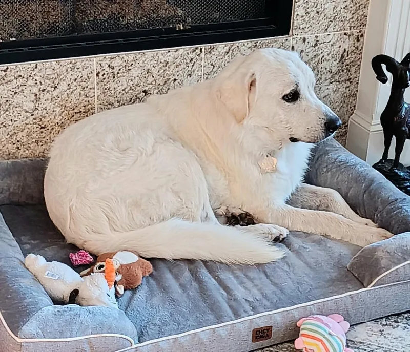 Curtis Dfw thumbnail 2