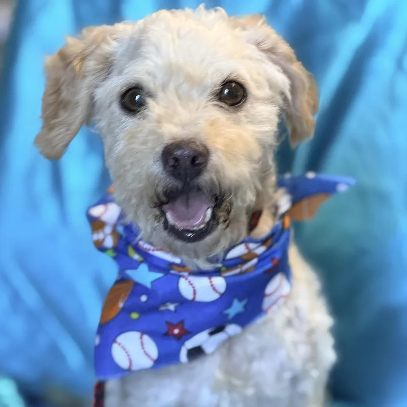 A senior small-sized male Poodle dog named Bailey for adoption in Rowland Heights, CA