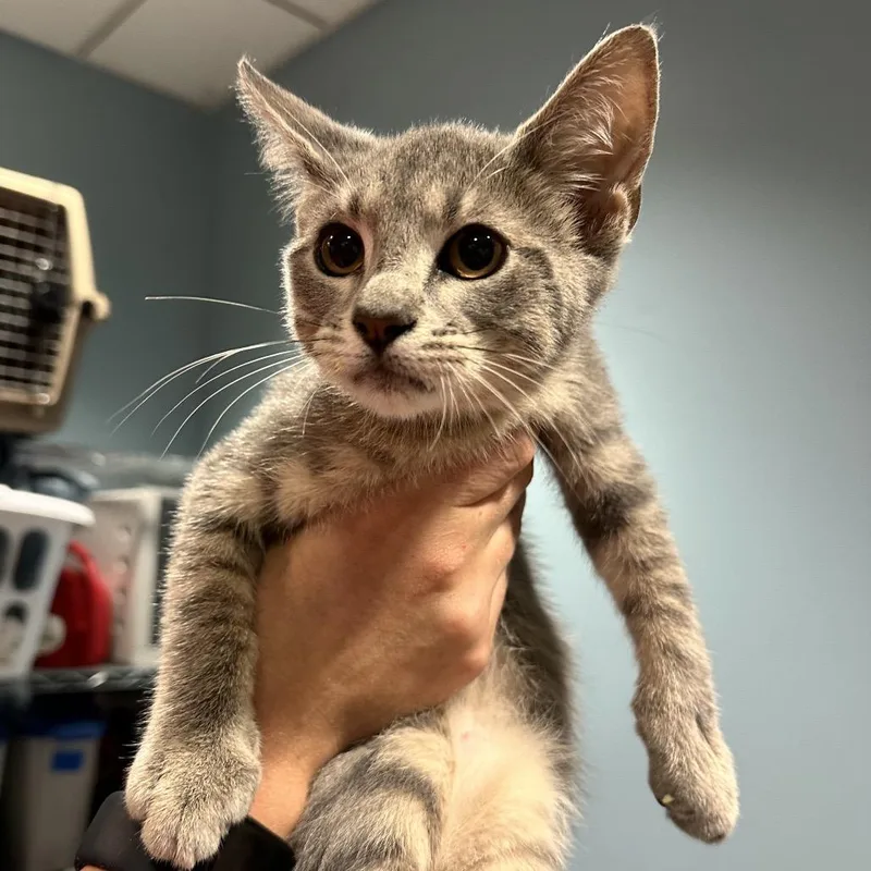 A baby small-sized male Gray / Blue / Silver Domestic Short Hair cat named Zag for adoption in Chattanooga, TN