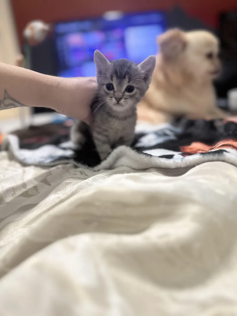 A baby medium-sized female Black Domestic Short Hair cat named Batman Litter of for adoption in North Richland Hills, TX