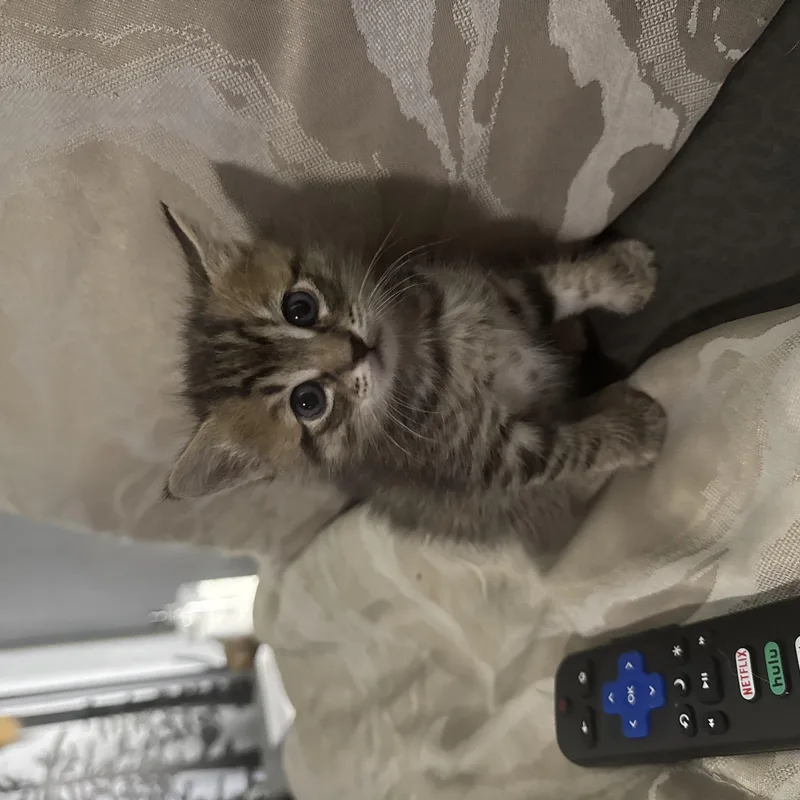 Batman Litter of thumbnail 4