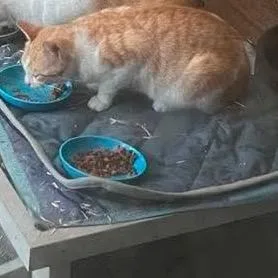 A young large-sized male American Shorthair cat named Tom for adoption in mount vernon, AR