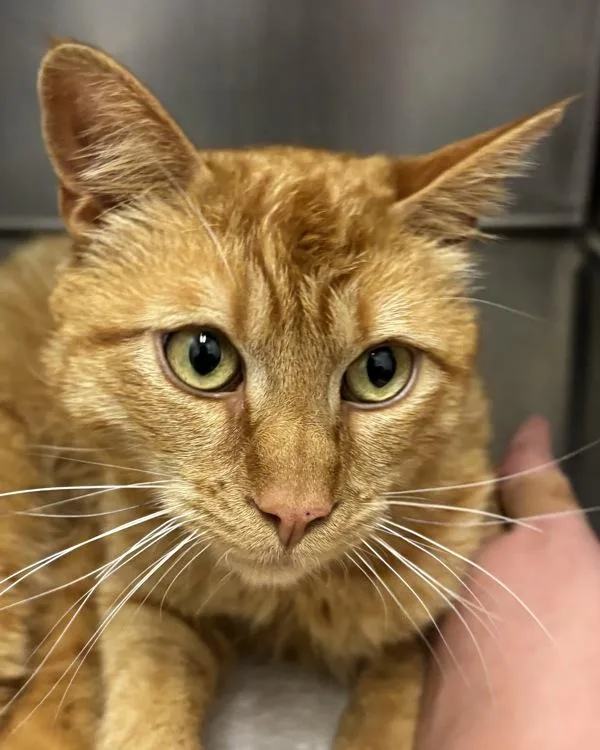 A young medium-sized male Domestic Short Hair cat named Sun Spot for adoption in Silverdale, WA