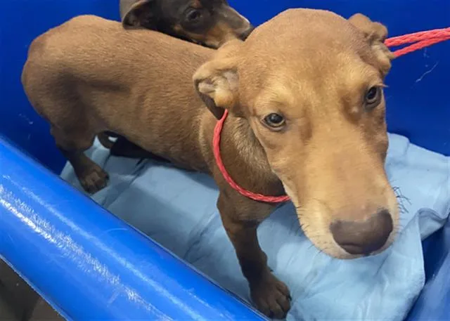 A baby large-sized male Mixed Breed dog named Scobby for adoption in Dallas, TX