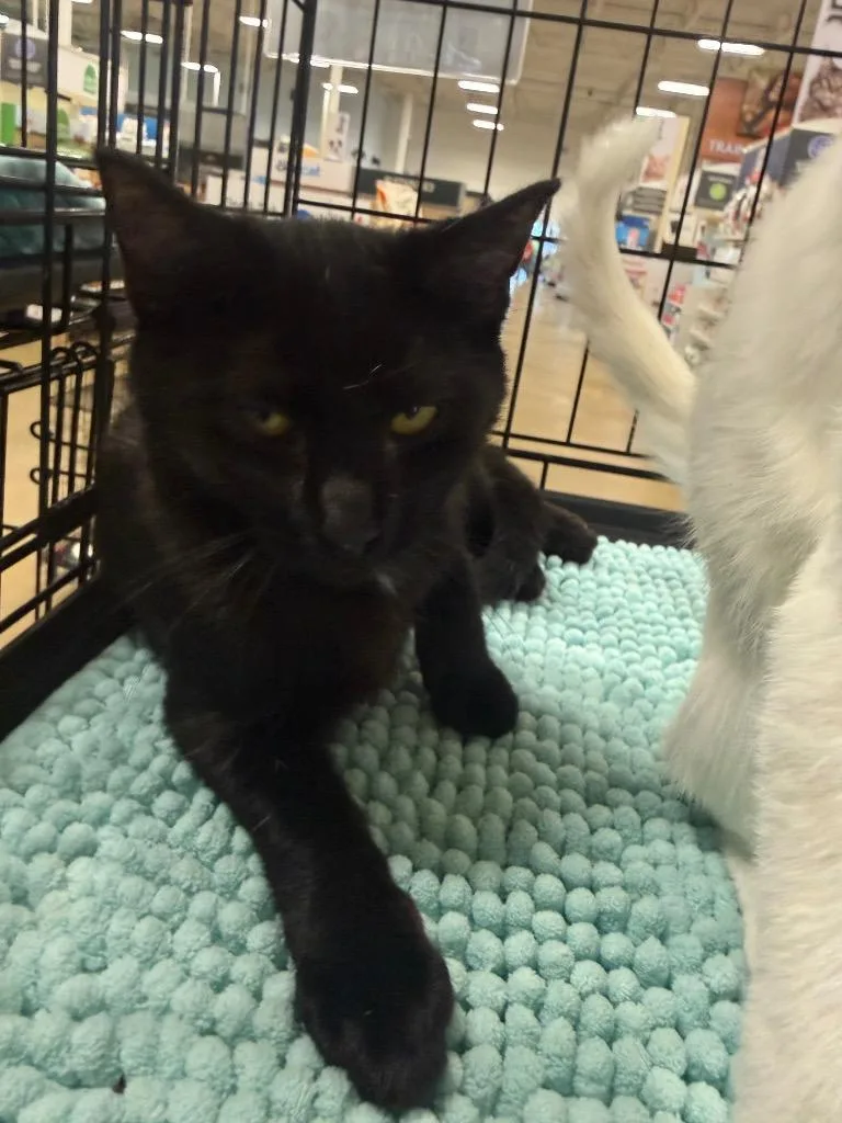 A baby large-sized male Domestic Short Hair cat named Sitka for adoption in warrenville, SC