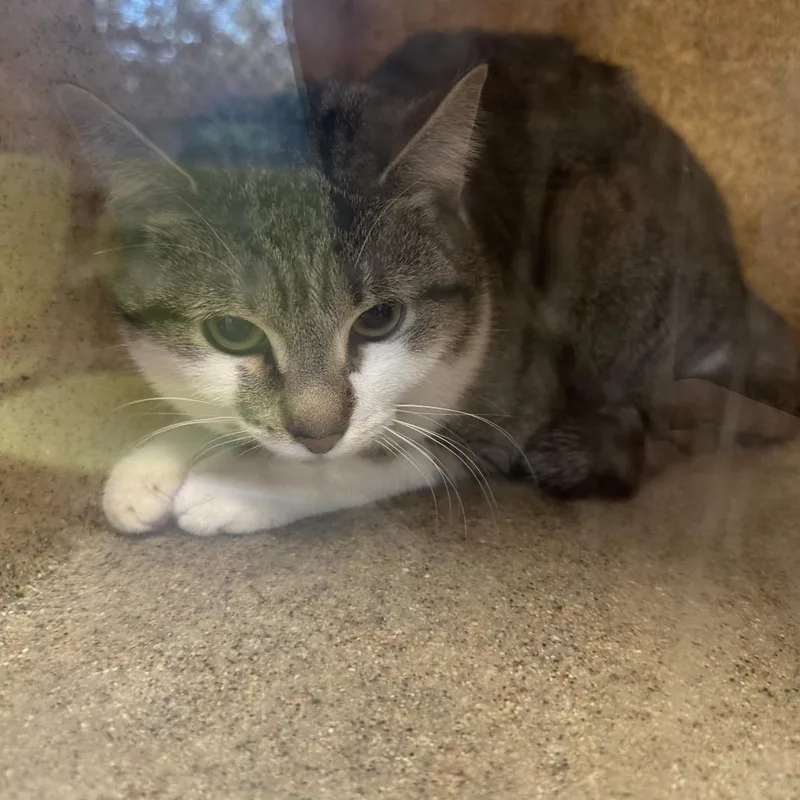 An adult medium-sized female White Domestic Short Hair cat named Ivory for adoption in Philadelphia, PA