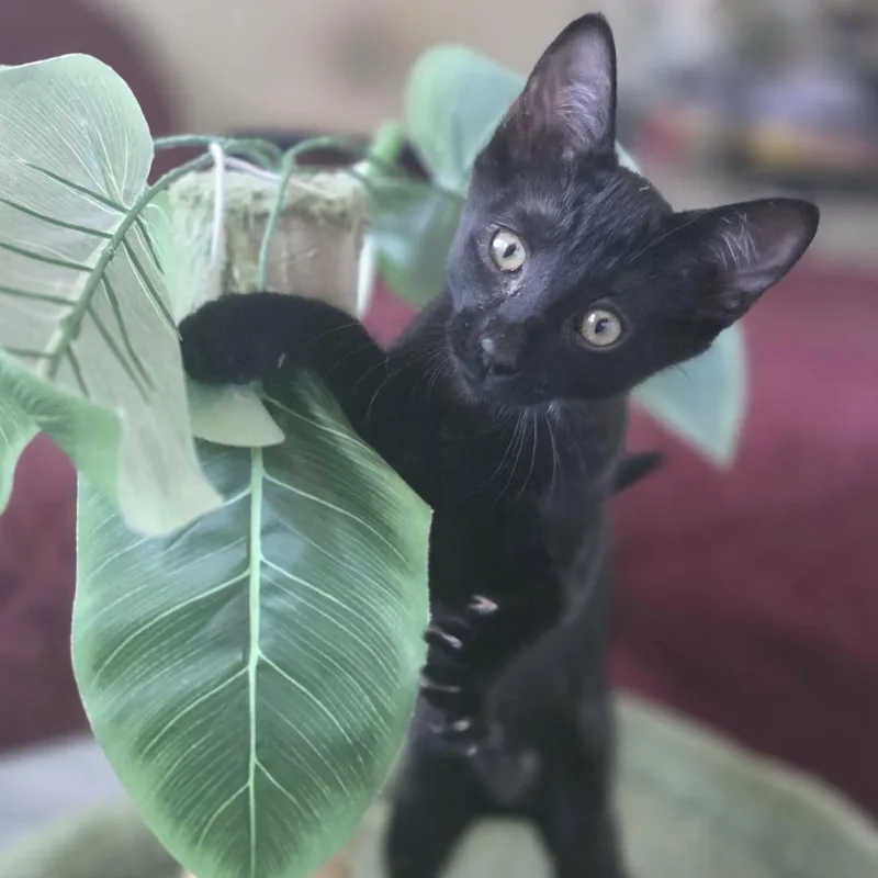 A baby small-sized female Black Domestic Short Hair cat named Midnight for adoption in Los Angeles, CA