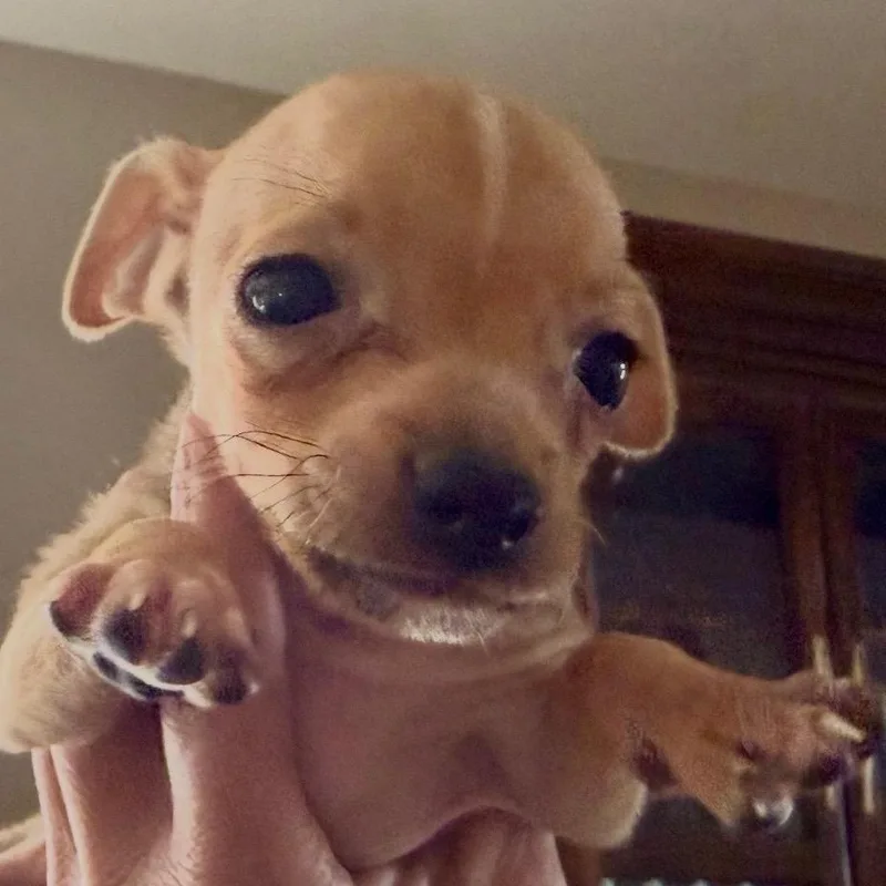 A baby small-sized male Yellow / Tan / Blond / Fawn Chihuahua dog named Eugene for adoption in Las Vegas, NV