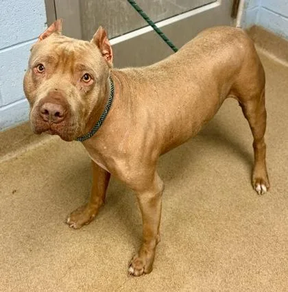 An adult large-sized male Mixed Breed dog named Peach Fuzz for adoption in Chamblee, GA