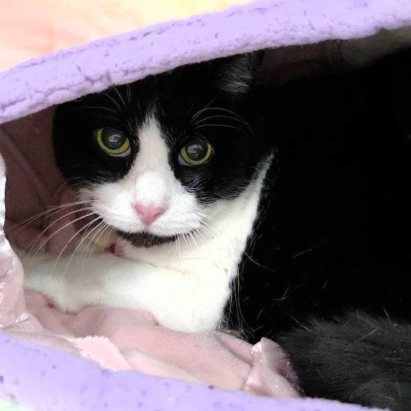 A young large-sized male Black Domestic Short Hair cat named Trouble for adoption in Michigan City, IN