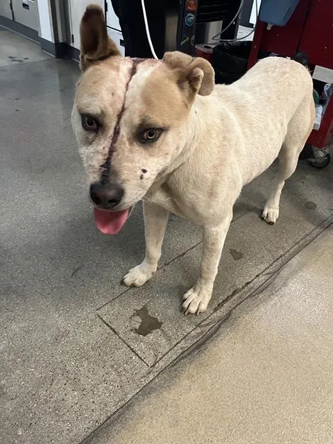 A young large-sized male Australian Cattle Dog / Blue Heeler dog named Swayze for adoption in Long Beach, CA