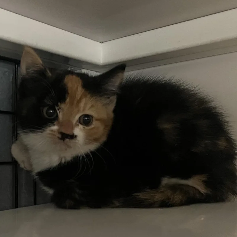 A baby small-sized female Calico Domestic Short Hair cat named Big Mama for adoption in Ruckersville, VA