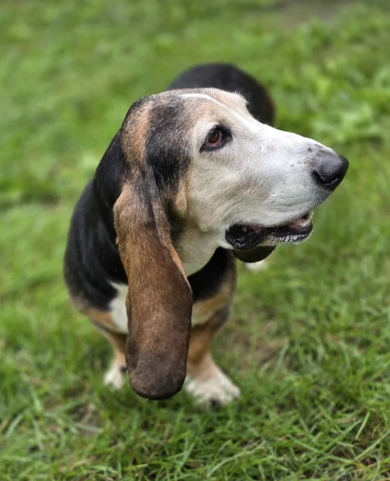 An adult medium-sized female Basset Hound dog named Rosey for adoption in Brookville, OH
