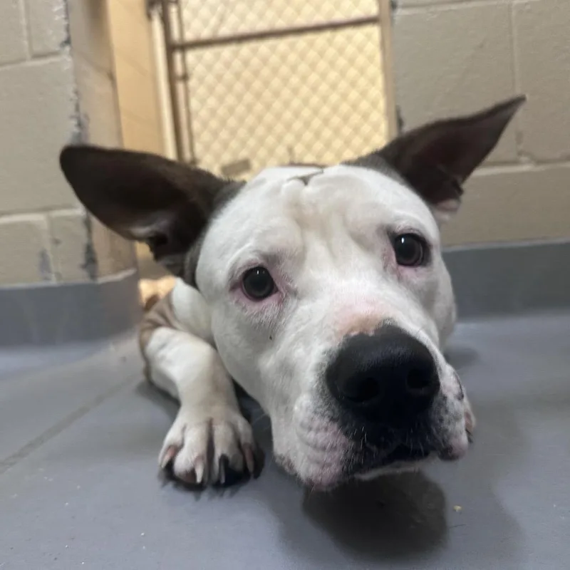 Giovanni thumbnail 2