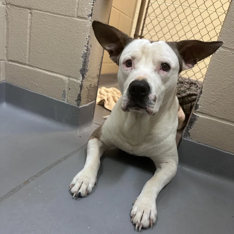 Giovanni thumbnail 3