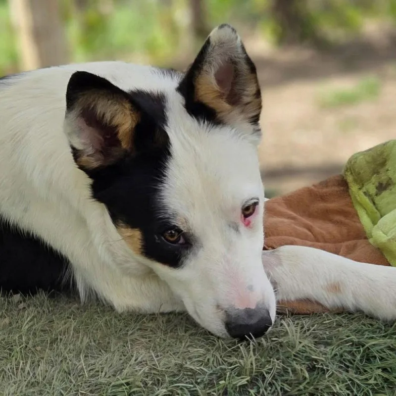 An adult medium-sized male Border Collie dog named Lobo for adoption in Bloomfield, CT