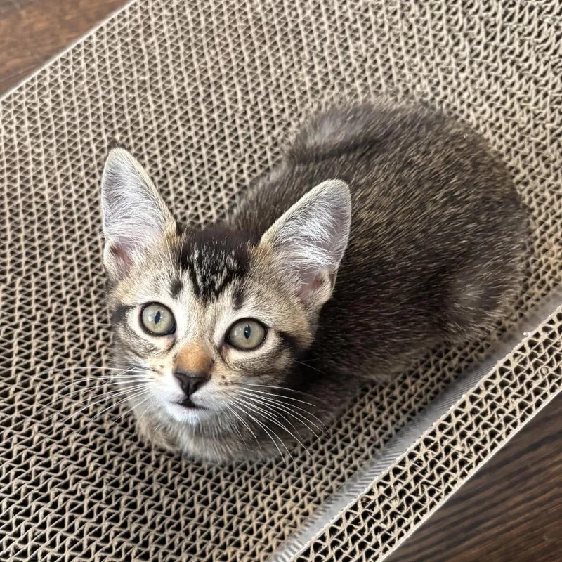 A baby small-sized female Brown / Chocolate Domestic Short Hair cat named Bess for adoption in Los Angeles, CA