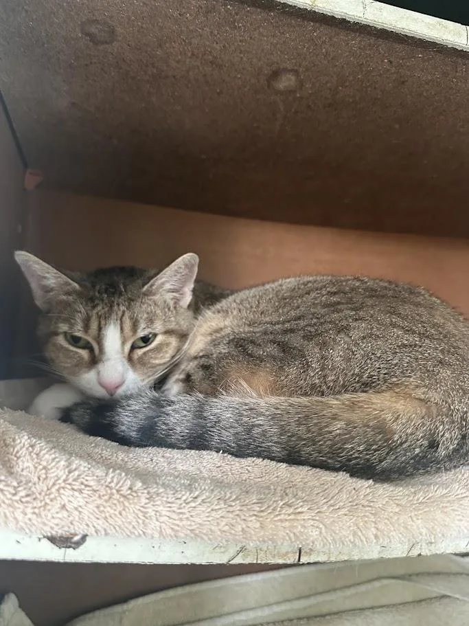 An adult medium-sized male American Shorthair cat named Max for adoption in Ocean View, NJ