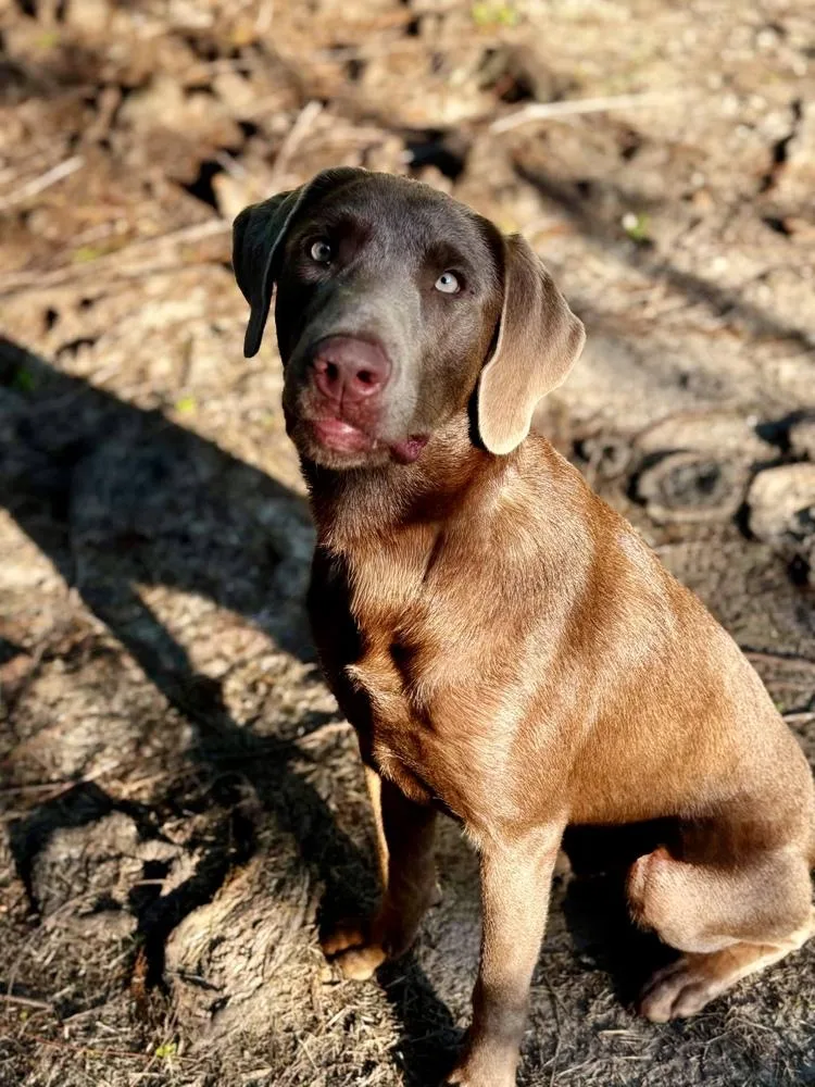 A young large-sized male Brown / Chocolate Labrador Retriever dog named Cheddar for adoption in Windsor Locks, CT