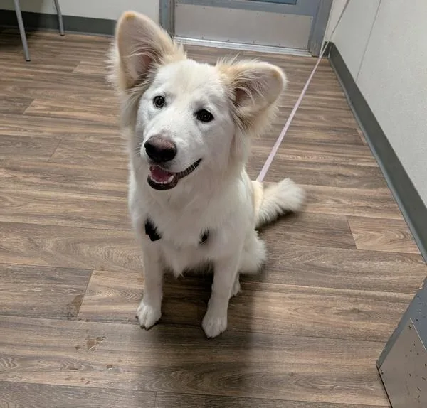 A young large-sized female Shepherd dog named Luna for adoption in San Diego, CA