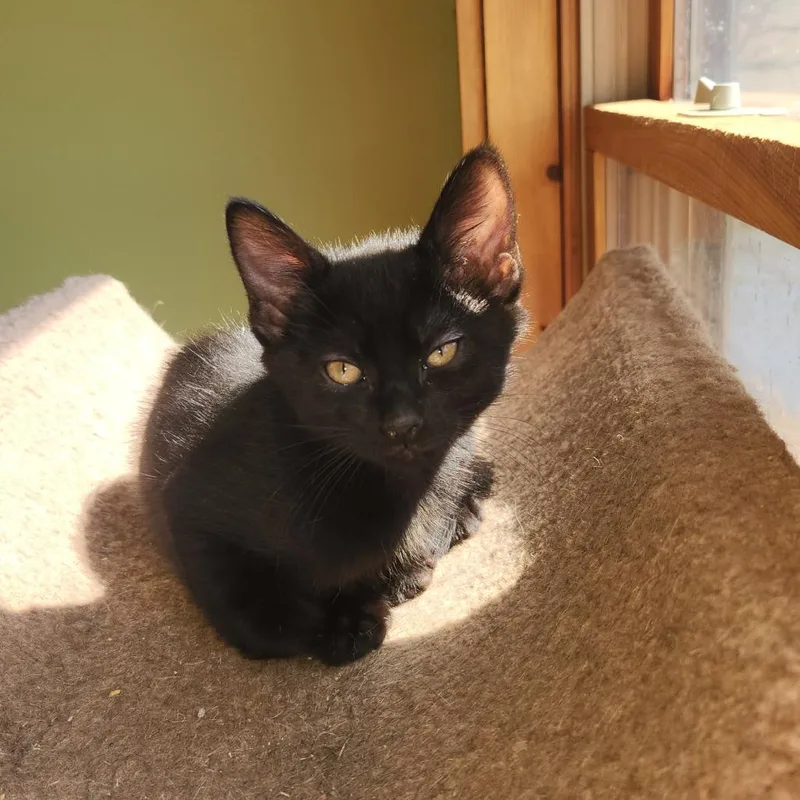 Blizzard thumbnail 2