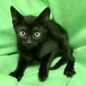 A baby medium-sized female Black Domestic Short Hair cat named Lamb Chop for adoption in Green Valley, AZ
