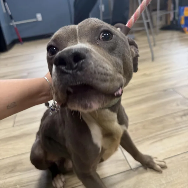 A baby small-sized male Gray / Blue / Silver Pit Bull Terrier dog named AHNJStray for adoption in Newark, NJ
