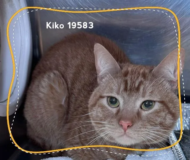 An adult medium-sized male Tabby (Orange / Red) Domestic Short Hair cat named Kiko for adoption in Marietta, GA