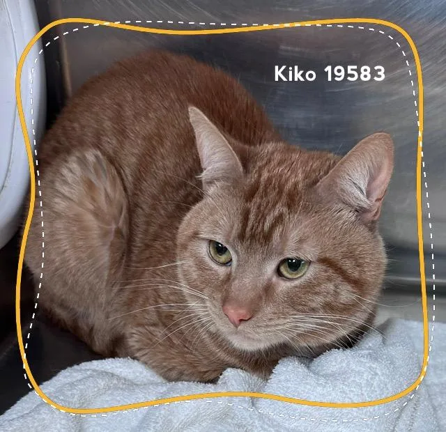 Kiko thumbnail 2