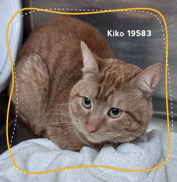 Kiko thumbnail 3