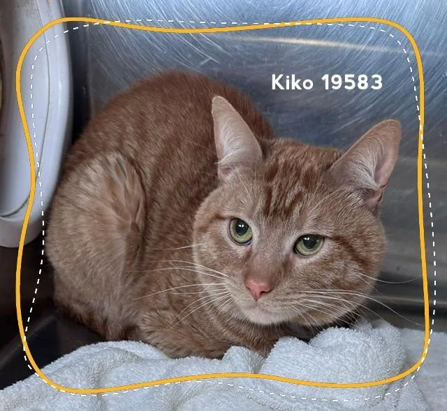 Kiko thumbnail 4