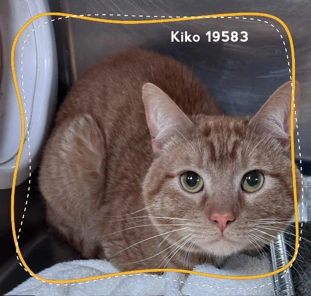 Kiko thumbnail 5