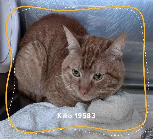 Kiko thumbnail 6