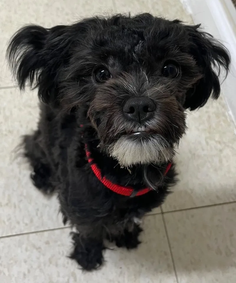 A young small-sized female Maltese dog named Genevieve for adoption in Fall River, MA