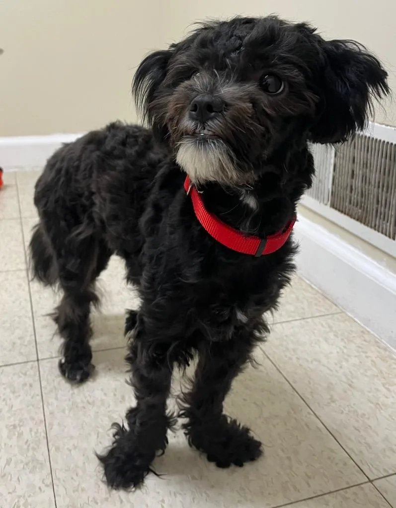 Genevieve thumbnail 2