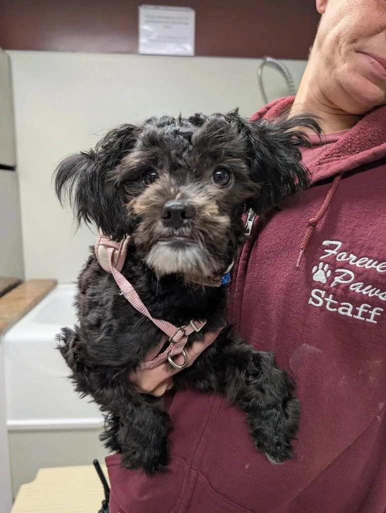 Genevieve thumbnail 3